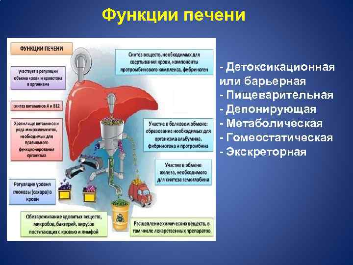 Функции печени - Детоксикационная или барьерная - Пищеварительная - Депонирующая - Метаболическая - Гомеостатическая
