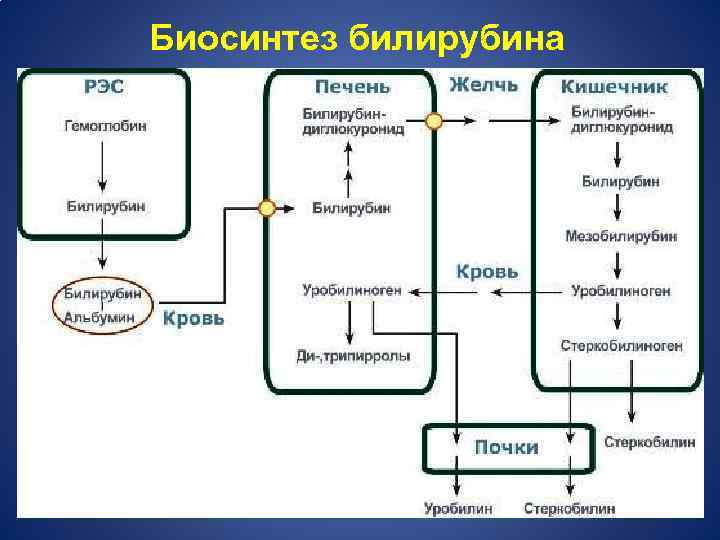 Биосинтез билирубина 