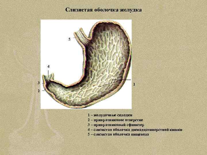 Слизистая оболочка желудка 5 4 3 1 2 1 – желудочные складки 2 –