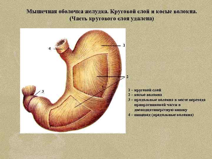 Мышечная оболочка желудка. Круговой слой и косые волокна. (Часть кругового слоя удалена) 4 1