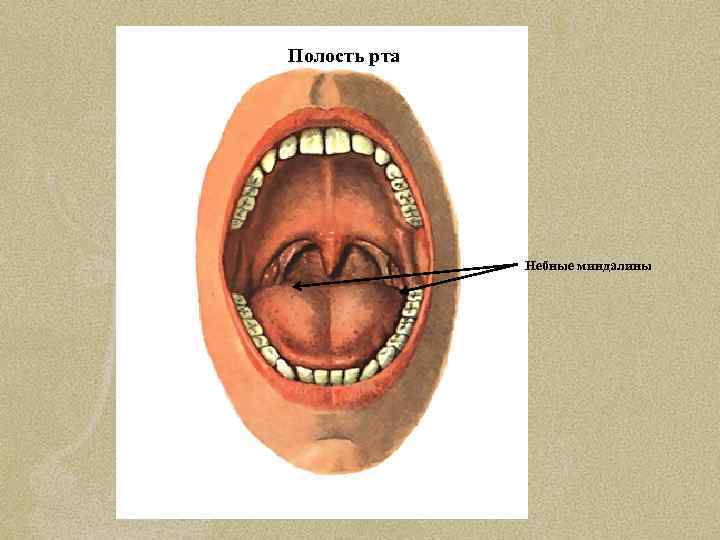 Полость рта Небные миндалины 
