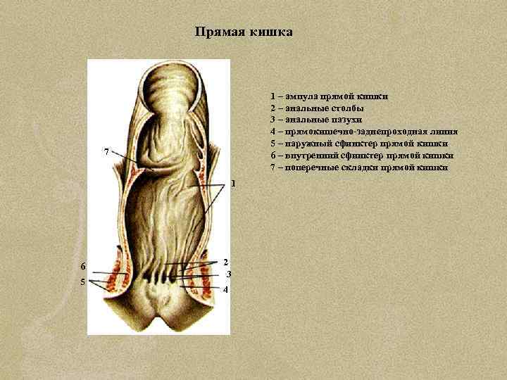 Прямая кишка 1 – ампула прямой кишки 2 – анальные столбы 3 – анальные