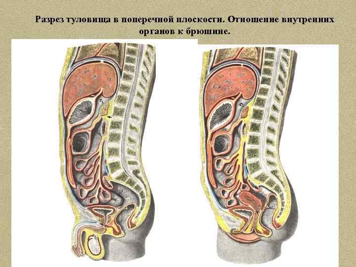 Разрез туловища в поперечной плоскости. Отношение внутренних органов к брюшине. 