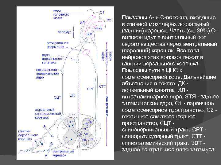 Показаны А- и С-волокна, входящие в спинной мозг через дорзальный (задний) корешок. Часть (ок.