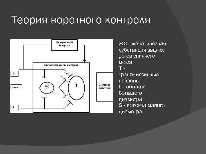 Теория воротного контроля ЖС - желатинозная субстанция задних рогов спинного мозга Т - трансмиссивные