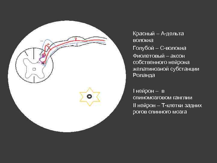 Красный – А-дельта волокна Голубой – С-волокна Фиолетовый – аксон собственного нейрона желатинозной субстанции