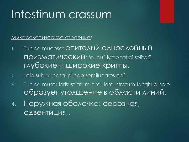 Intestinum crassum Микроскопическое строение: 1. Tunica mucosa: эпителий однослойный призматический; folliculi lymphatici solitarii, глубокие