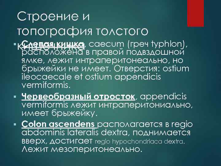 Строение и топография толстого § кишечника caecum (греч typhlon), Слепая кишка, расположена в правой