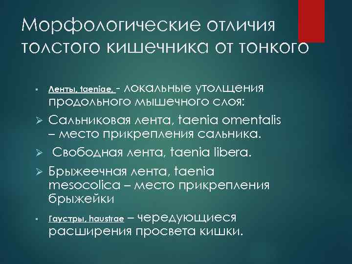 Морфологические отличия толстого кишечника от тонкого локальные утолщения продольного мышечного слоя: Ø Сальниковая лента,