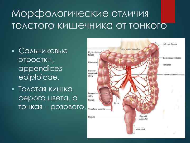 Сальниковые отростки. Гаустры толстой кишки анатомия. Толстая кишка сальниковые отростки. Сальниковые отростки тонкого кишечника. Сальниковые отростки толстой кишки.