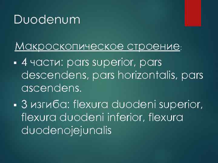 Duodenum Макроскопическое строение: § 4 части: pars superior, pars descendens, pars horizontalis, pars ascendens.