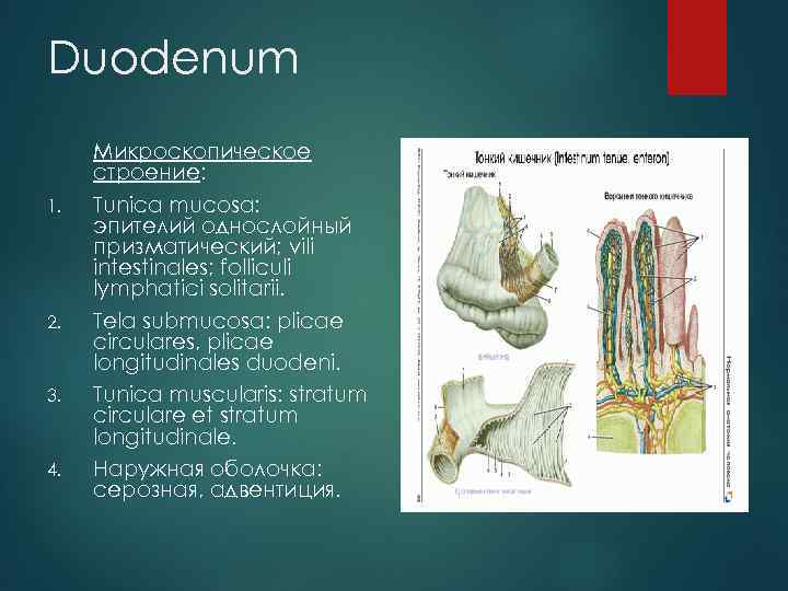 Duodenum 1. 2. 3. 4. Микроскопическое строение: Tunica mucosa: эпителий однослойный призматический; vili intestinales;
