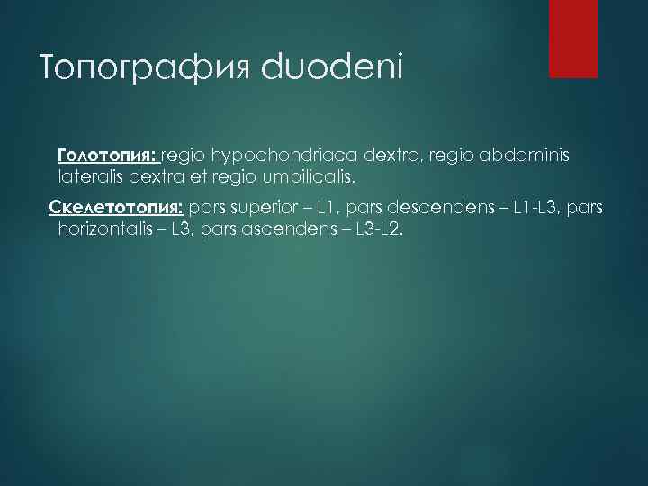 Топография duodeni Голотопия: regio hypochondriaca dextra, regio abdominis lateralis dextra et regio umbilicalis. Скелетотопия: