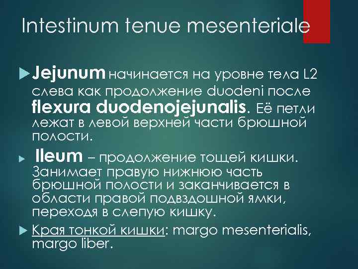 Intestinum tenue mesenteriale Jejunum начинается на уровне тела L 2 слева как продолжение duodeni