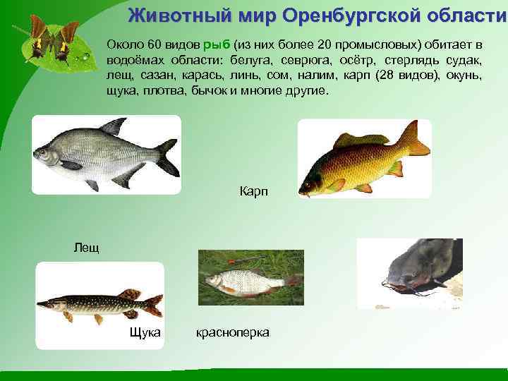 Растительный и животный мир оренбургской области презентация