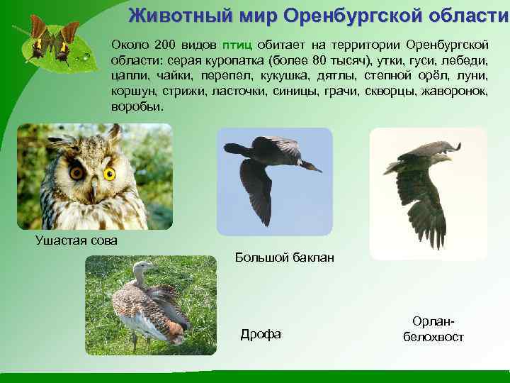 Птицы Оренбургской Области Фото
