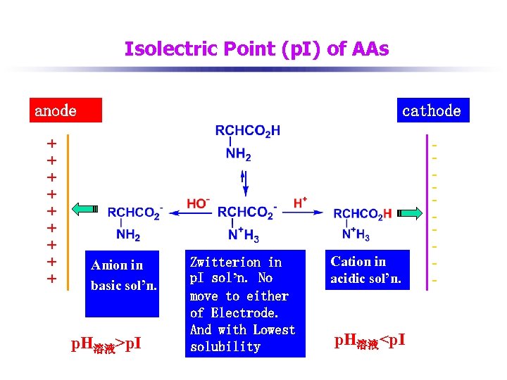 Isolectric Point (p. I) of AAs anode cathode + + + + + -