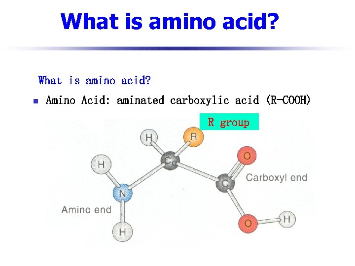 What is amino acid? n Amino Acid: aminated carboxylic acid (R-COOH) R group 