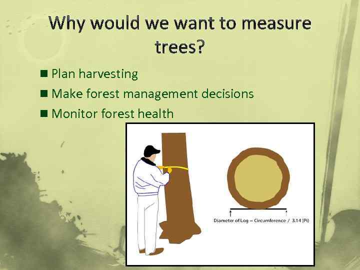 Why would we want to measure trees? n Plan harvesting n Make forest management