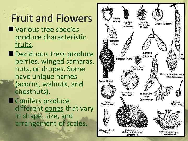 Fruit and Flowers n Various tree species produce characteristic fruits. n Deciduous tress produce