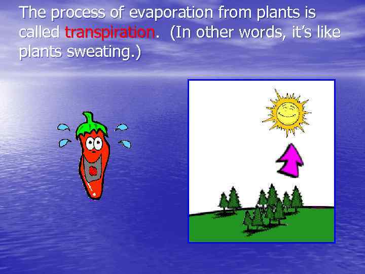 The process of evaporation from plants is called transpiration. (In other words, it’s like