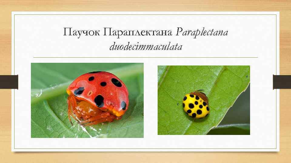 Паучок Параплектана Paraplectana duodecimmaculata 