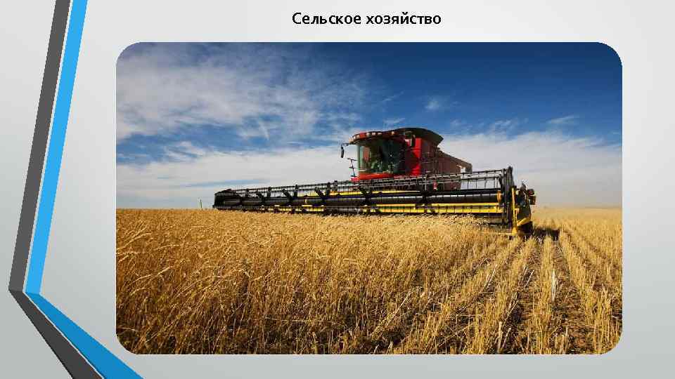 Сельское хозяйство 