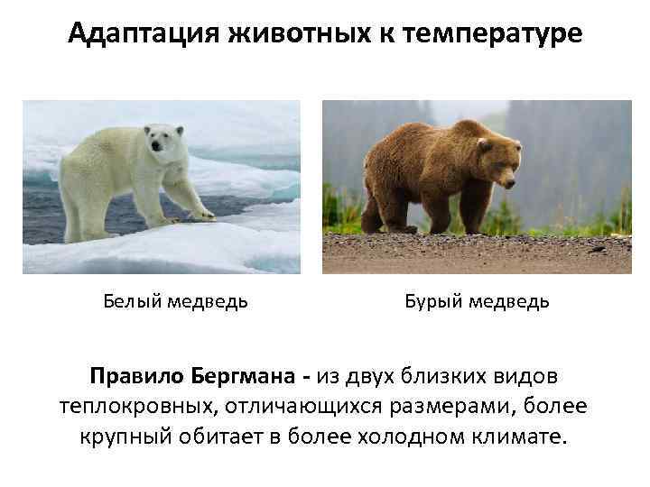 Адаптация животных к температуре Белый медведь Бурый медведь Правило Бергмана - из двух близких