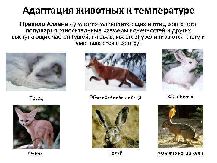 Адаптация животных к температуре Правило Аллена - у многих млекопитающих и птиц северного полушария