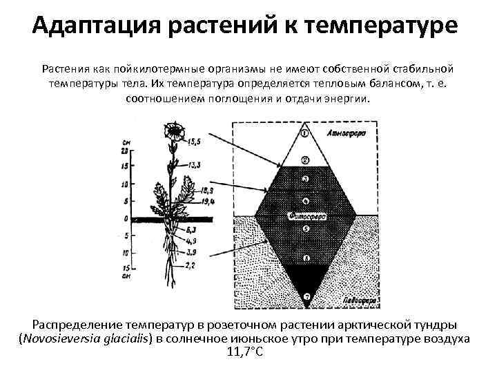 Адаптация растений к температуре Растения как пойкилотермные организмы не имеют собственной стабильной температуры тела.