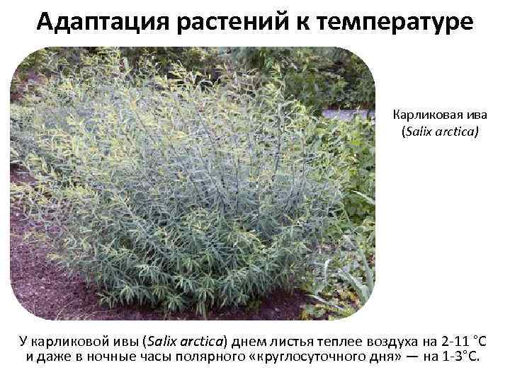 Адаптация растений к температуре Карликовая ива (Salix arctica) У карликовой ивы (Salix arctica) днем