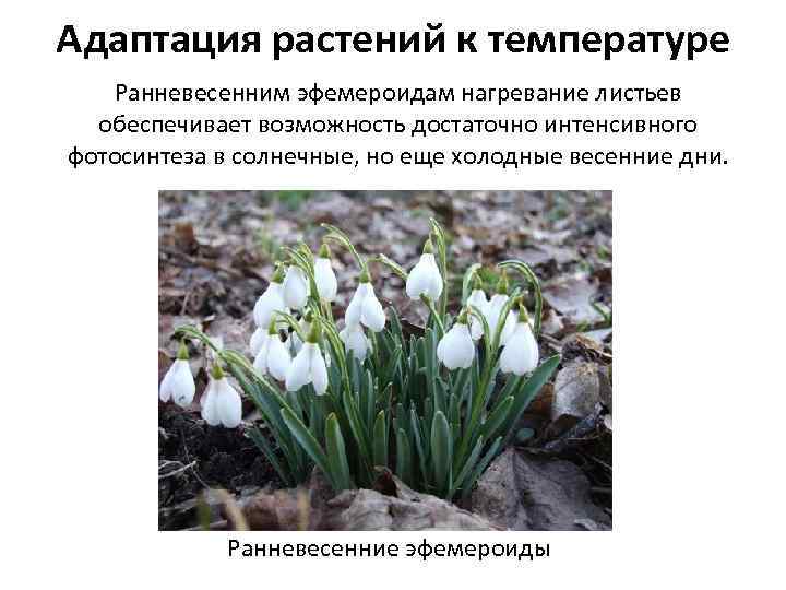 Адаптация растений к температуре Ранневесенним эфемероидам нагревание листьев обеспечивает возможность достаточно интенсивного фотосинтеза в