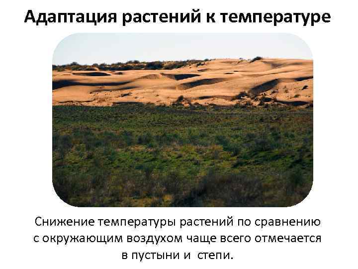 Адаптация растений к температуре Снижение температуры растений по сравнению с окружающим воздухом чаще всего