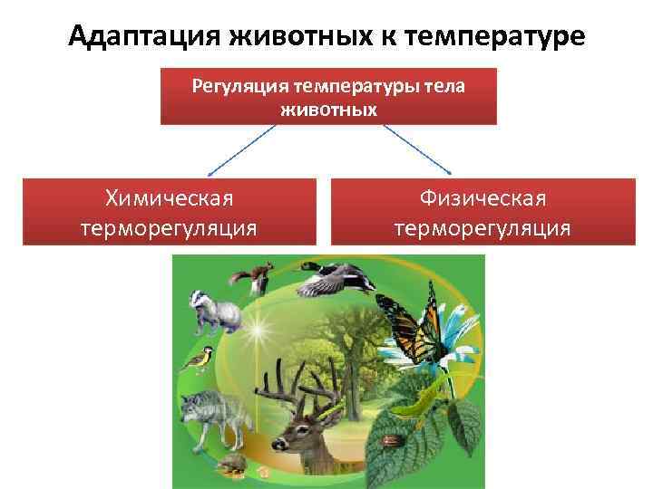 Адаптация животных к температуре Регуляция температуры тела животных Химическая терморегуляция Физическая терморегуляция 
