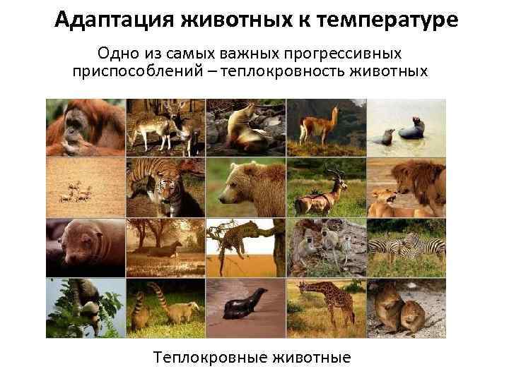 Адаптация животных к температуре Одно из самых важных прогрессивных приспособлений – теплокровность животных Теплокровные