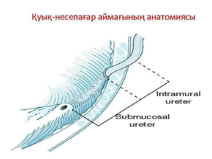 Қуық-несепағар аймағының анатомиясы 