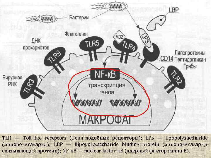 TLR — Toll-like receptors (Толл-подобные рецепторы); LP 5 — lipopolysactharide (липополисахарид); LBP — Ilipopolysaccharide