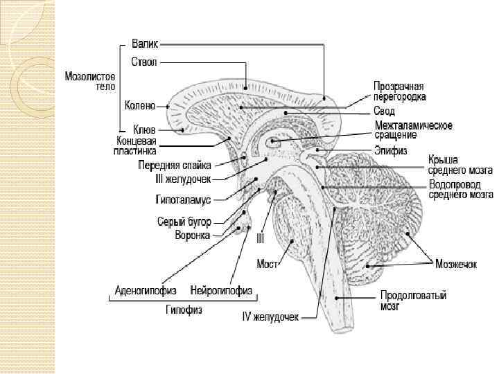 Клюв мозолистого тела