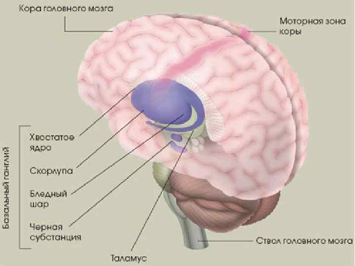 Мозговой ствол фото