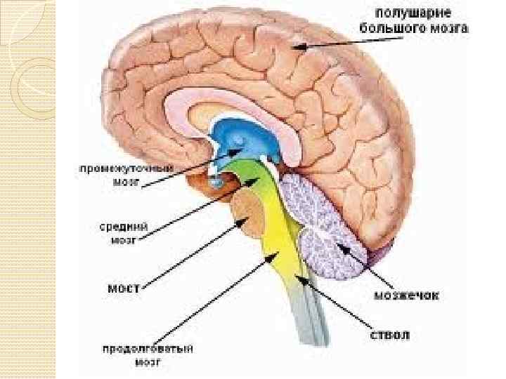 Мозговой ствол фото