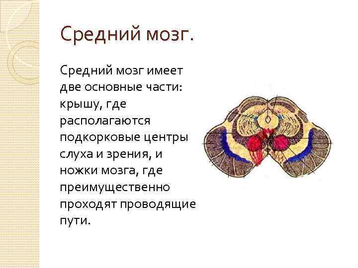 Средний мозг имеет две основные части: крышу, где располагаются подкорковые центры слуха и зрения,