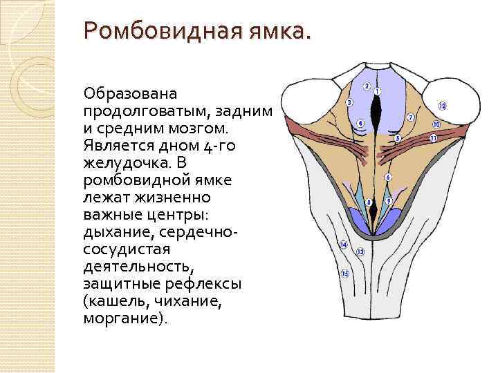 Ромбовидная ямка фото