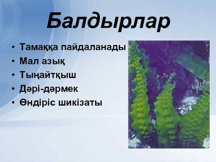 Балдырлар • • • Тамаққа пайдаланады Мал азық Тыңайтқыш Дәрі-дәрмек Өндіріс шикізаты 