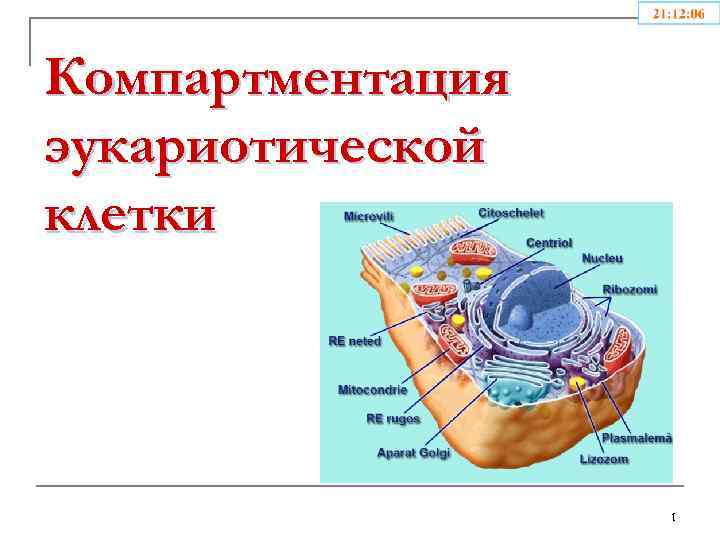 Компартментализация клетки презентация