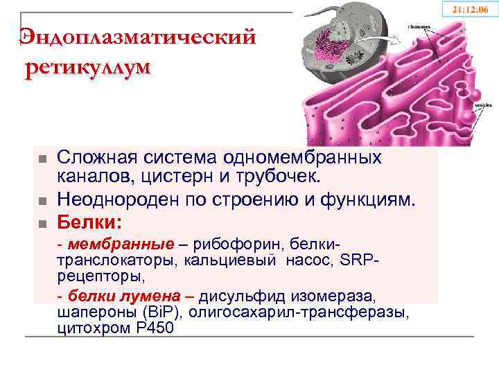 Система одномембранных цистерн