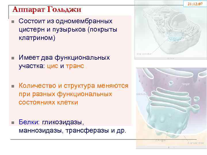 Аппарат Гольджи n Состоит из одномембранных цистерн и пузырьков (покрыты клатрином) n Имеет два