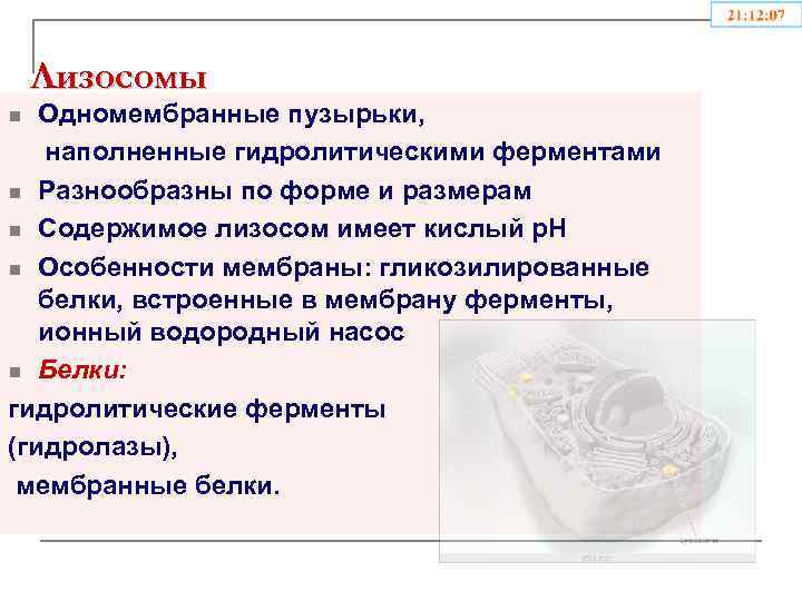 Содержит гидролитические ферменты. Одномембранные пузырьки, содержащие гидролитические ферменты:. Лизосомы это одномембранные пузырьки. Одномембранный органоид содержащий гидролитические ферменты. Лизосомы это одномембранные пузырьки с ферментами.