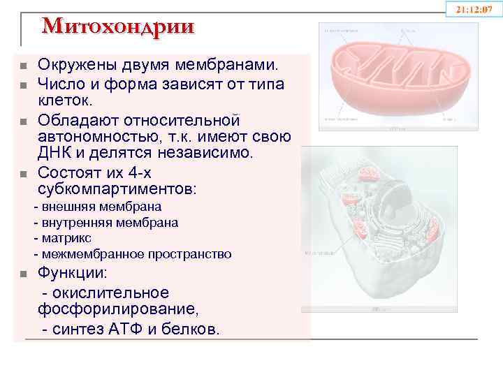 Митохондрии n n Окружены двумя мембранами. Число и форма зависят от типа клеток. Обладают