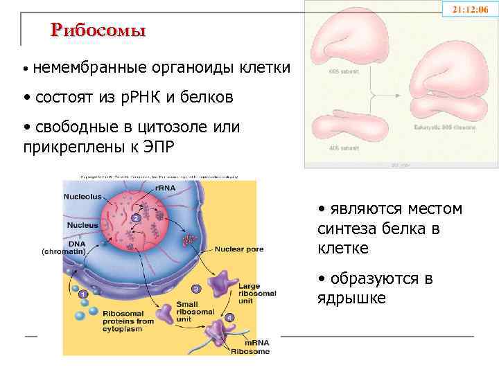 К немембранным органоидам клетки относятся