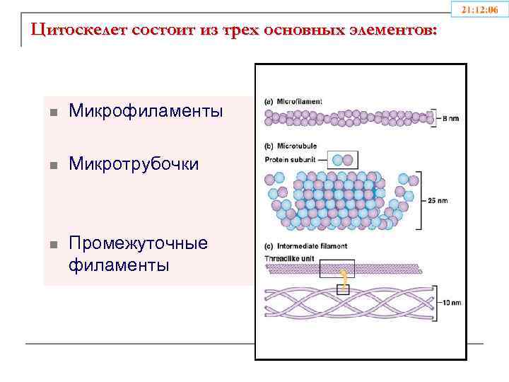 Цитоскелет состоит из трех основных элементов: n Микрофиламенты n Микротрубочки n Промежуточные филаменты 